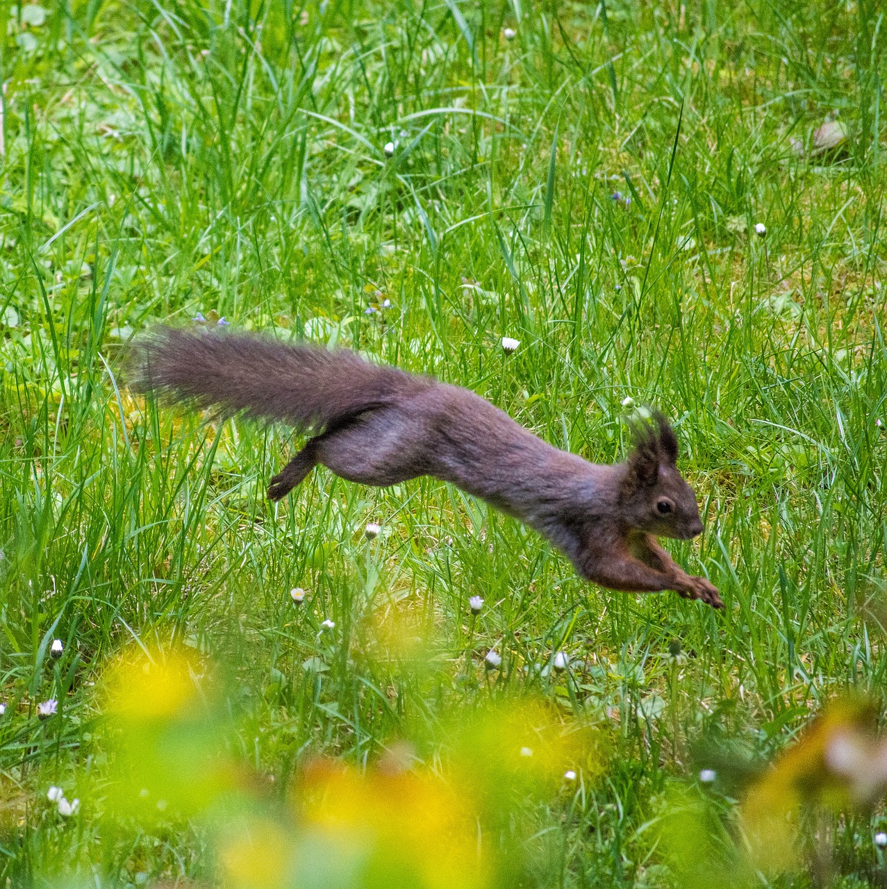 Voverė, Kailis, Patikrinamas Kačiukas, Mielas, Saldus, Laukinės Gamtos Fotografija, Uždaryti, Gyvūnų Pasaulis, Ruda, Nemokamos Nuotraukos