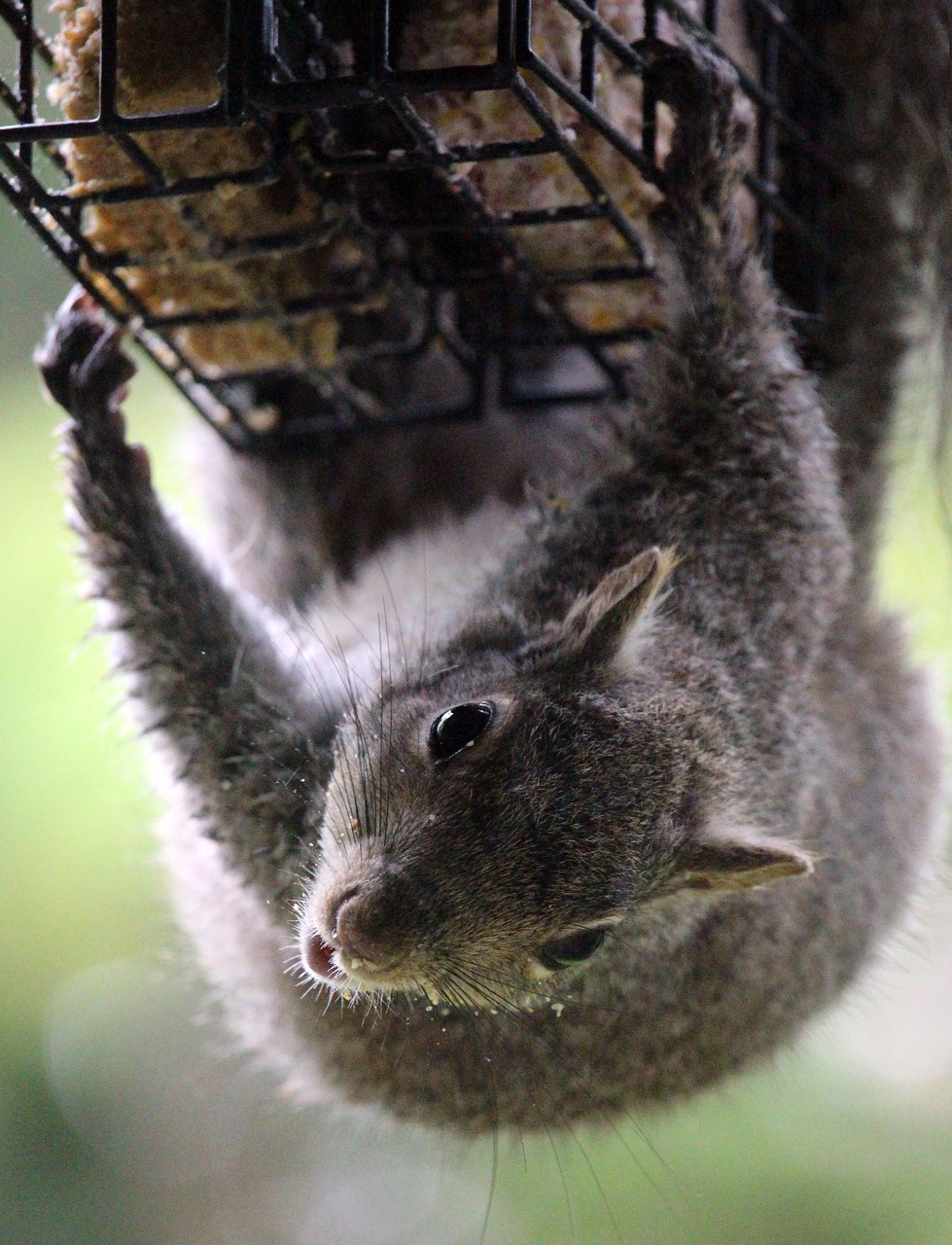 Voverė, Lauke, Suet, Laukinė Gamta, Graužikas, Gyvūnas, Pilka, Gamta, Sciurus, Nemokamos Nuotraukos