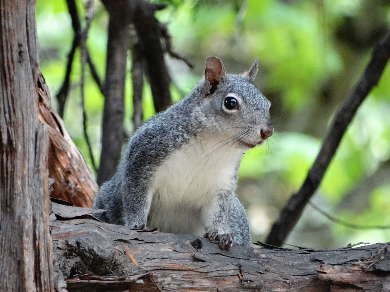 Voverė, Miškas, Nacionalinis Parkas, Usa, Nemokamos Nuotraukos,  Nemokama Licenzija