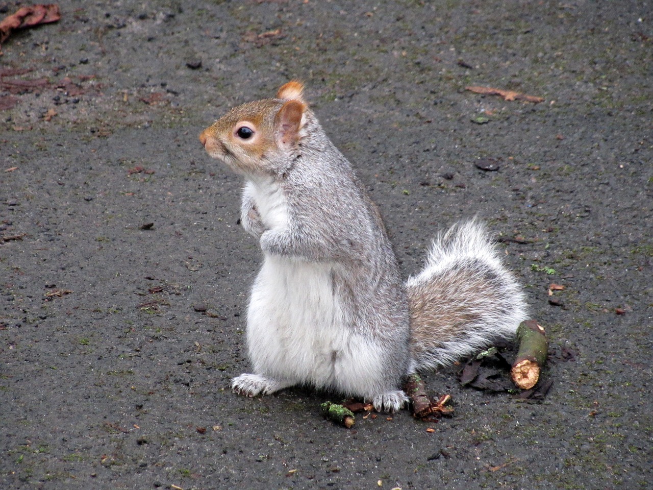 Voverė, Škotija, Parkas, Makro, Pilka, Uk, Gyvas, Gamta, Fauna, Gyvūnas