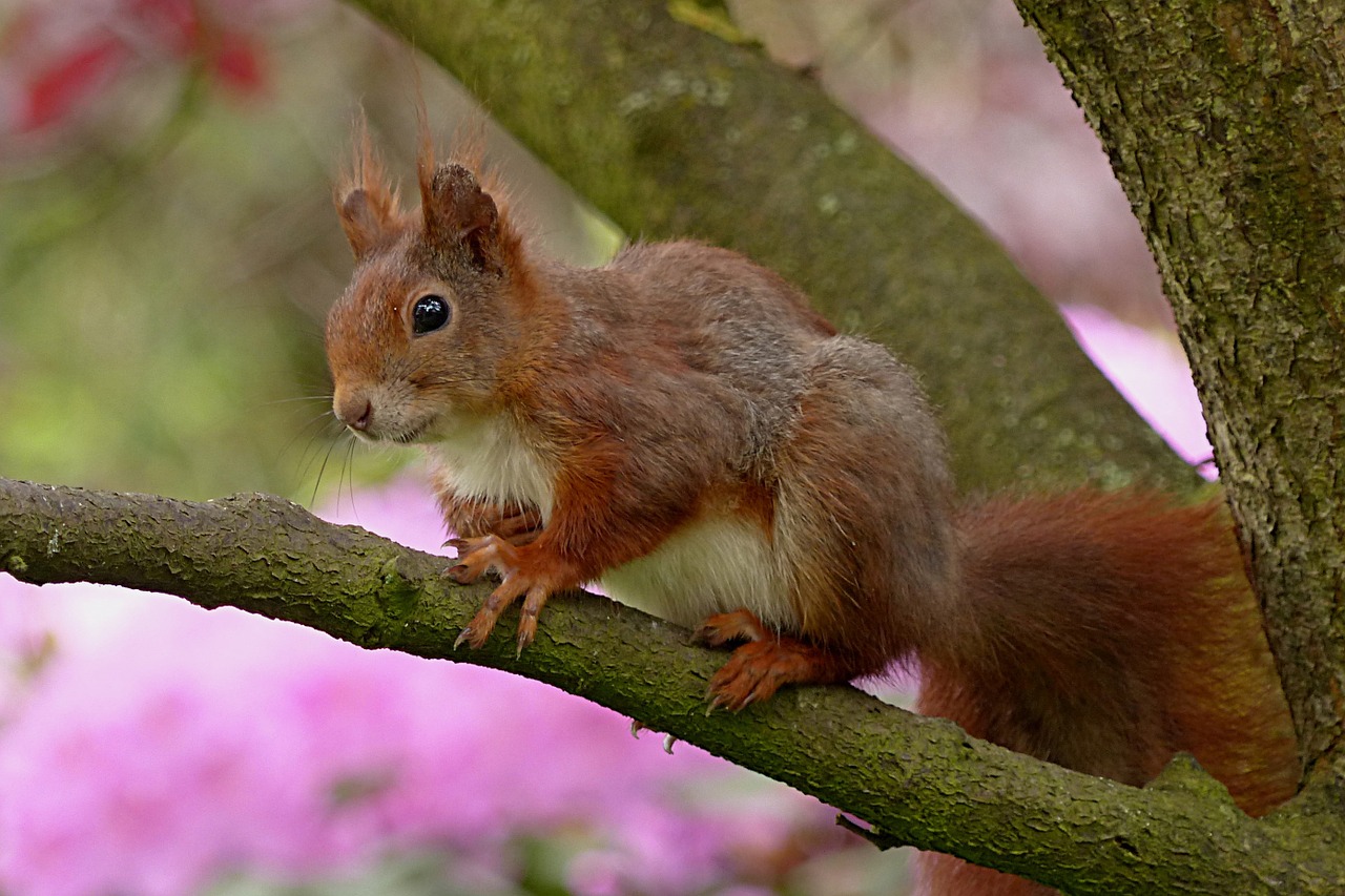 Voverė, Sciurus, Gyvūnas, Žinduolis, Sodas, Medis, Nemokamos Nuotraukos,  Nemokama Licenzija