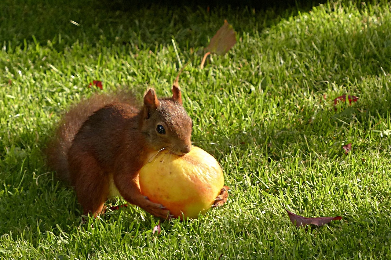 Voverė, Sciurus Major, Gyvūnas, Graužikas, Obuolys, Maitinimas, Sodas, Nemokamos Nuotraukos,  Nemokama Licenzija