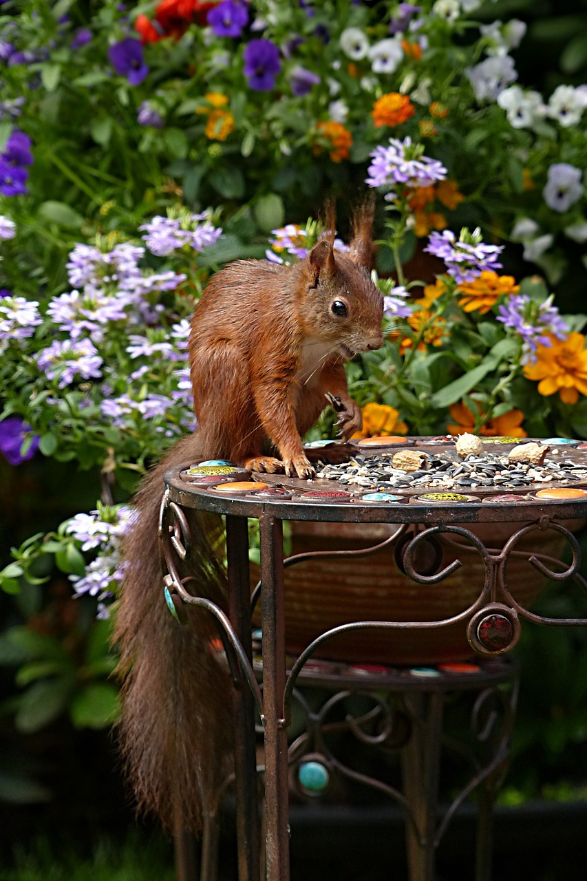 Voverė, Sciurus Vulgaris Major, Žinduolis, Jaunas, Maitinimas, Sodas, Nemokamos Nuotraukos,  Nemokama Licenzija