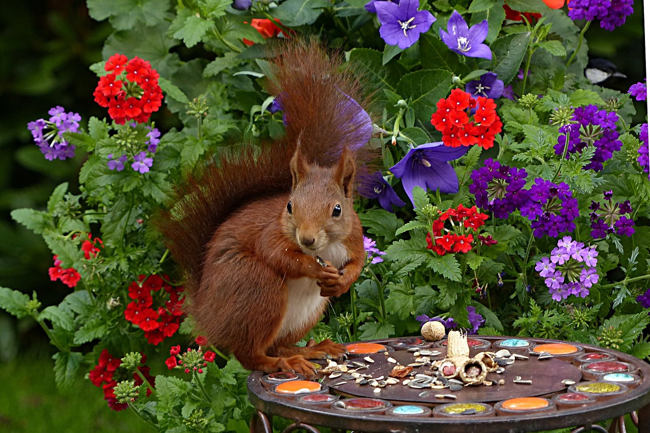 Voverė, Sciurus Vulgaris Major, Žinduolis, Jaunas, Maitinimas, Sodas, Nemokamos Nuotraukos,  Nemokama Licenzija