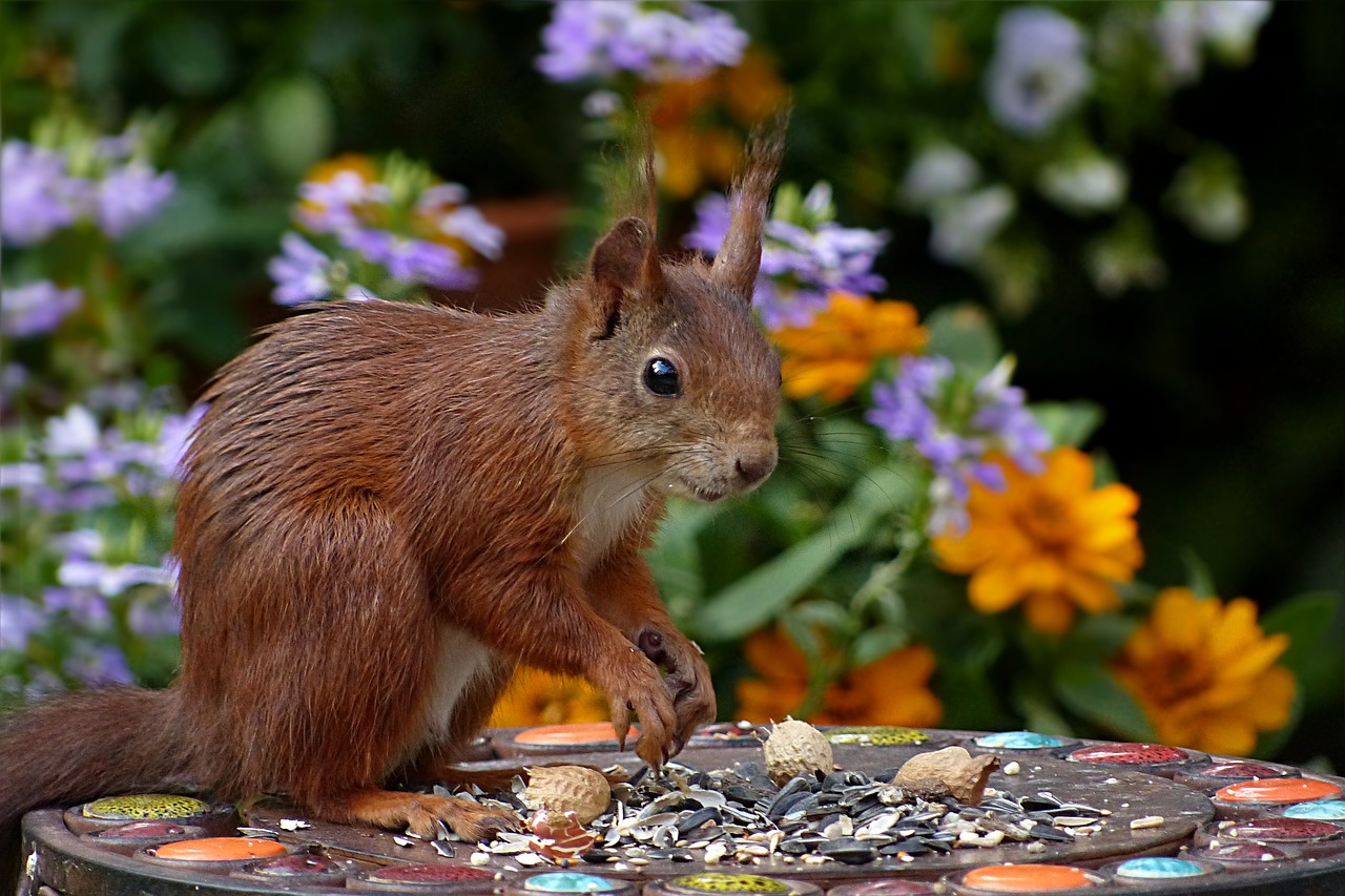 Voverė, Sciurus Vulgaris Major, Žinduolis, Žvilgsnis, Sodas, Maistas, Nemokamos Nuotraukos,  Nemokama Licenzija