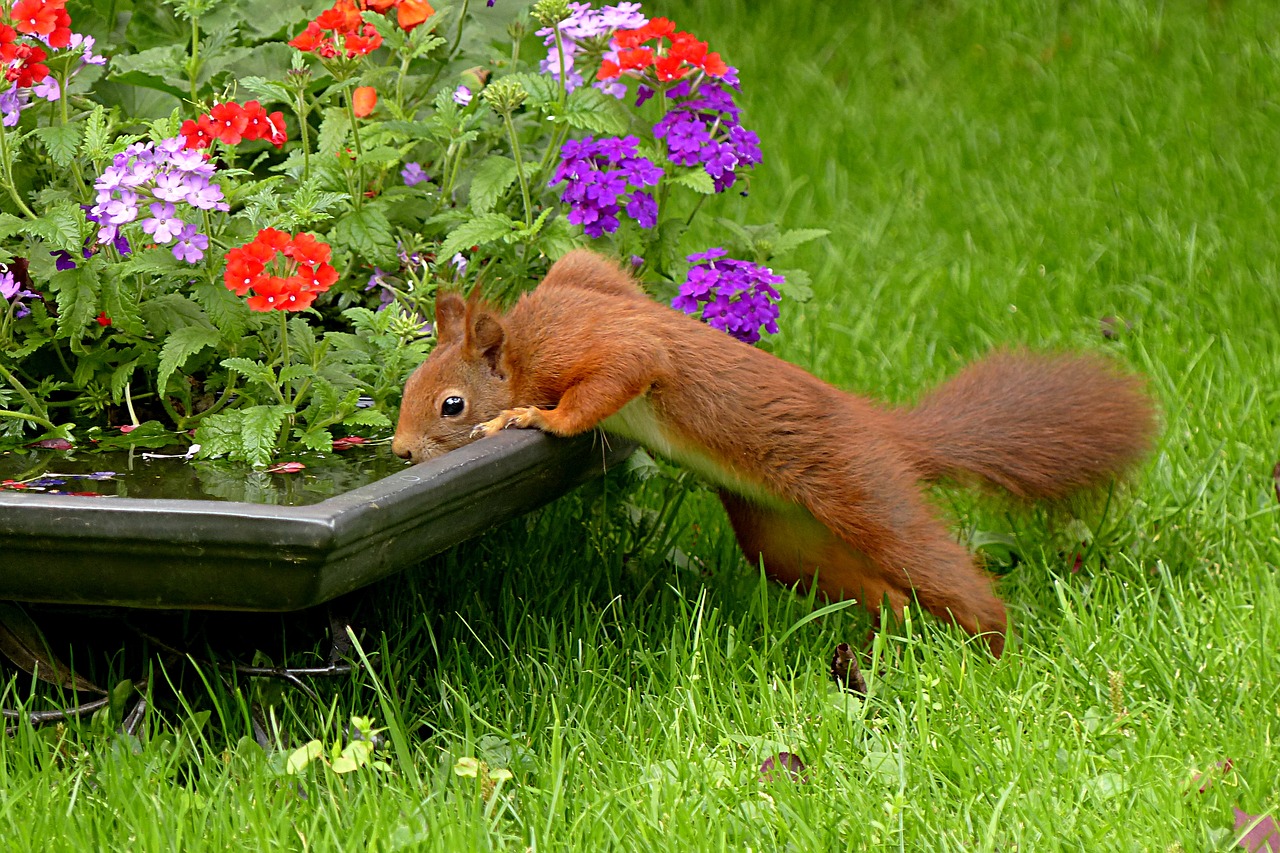 Voverė, Sciurus Vulgaris Major, Žinduolis, Gerti, Sodas, Maistas, Nemokamos Nuotraukos,  Nemokama Licenzija