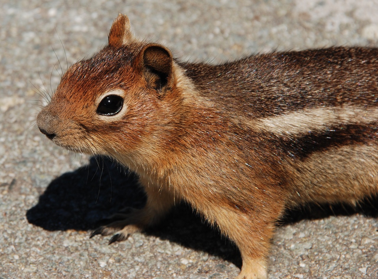 Voverė, Fauna, Graužikas, Žinduolis, Vašingtono Valstija, Šiaurės Amerika, Nemokamos Nuotraukos,  Nemokama Licenzija