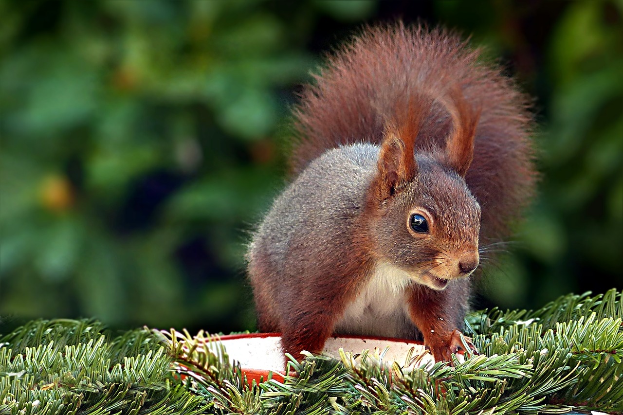 Voverė, Gyvūnas, Žinduolis, Sciurus Vulgaris Major, Maitinimas, Sodas, Nemokamos Nuotraukos,  Nemokama Licenzija