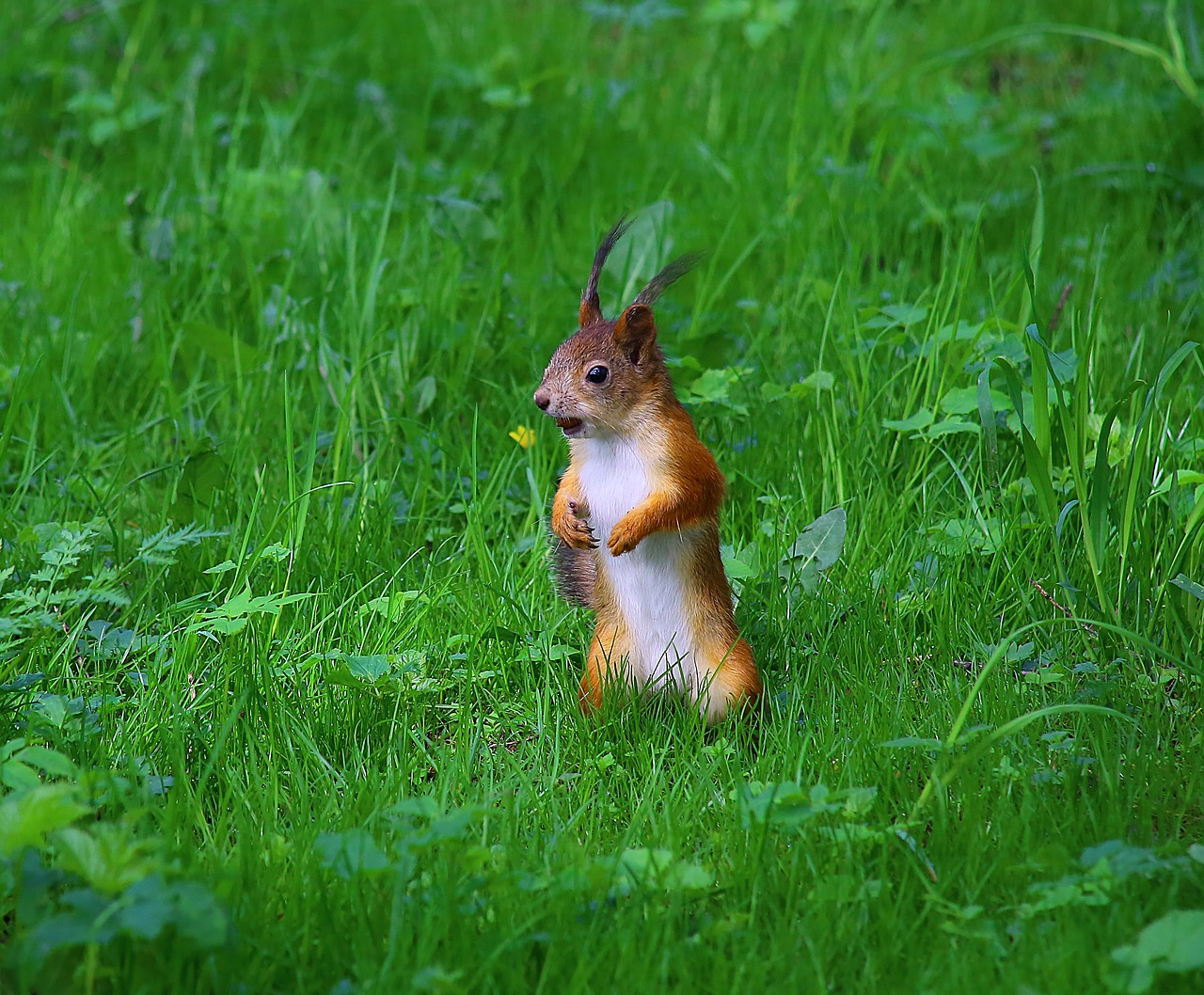 Voverė, Parkas, Laukinė Gamta, Parke, Gyvūnai, Gyvoji Gamta, Gyvūnas, Gamta, Fauna, Miesto Parkas