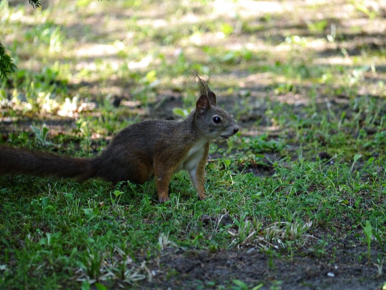 Voverė, Graužikas, Miškas, Lazdynas, Gamta, Glean, Fauna, Nemokamos Nuotraukos,  Nemokama Licenzija