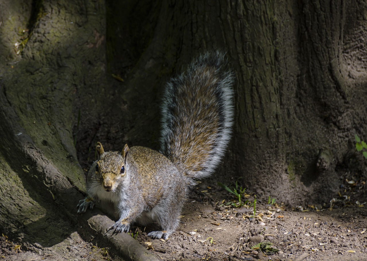 Voverė, Gyvūnas, Graužikas, Laukinė Gamta, Fauna, Pilka, Miškas, Purus, Nemokamos Nuotraukos,  Nemokama Licenzija