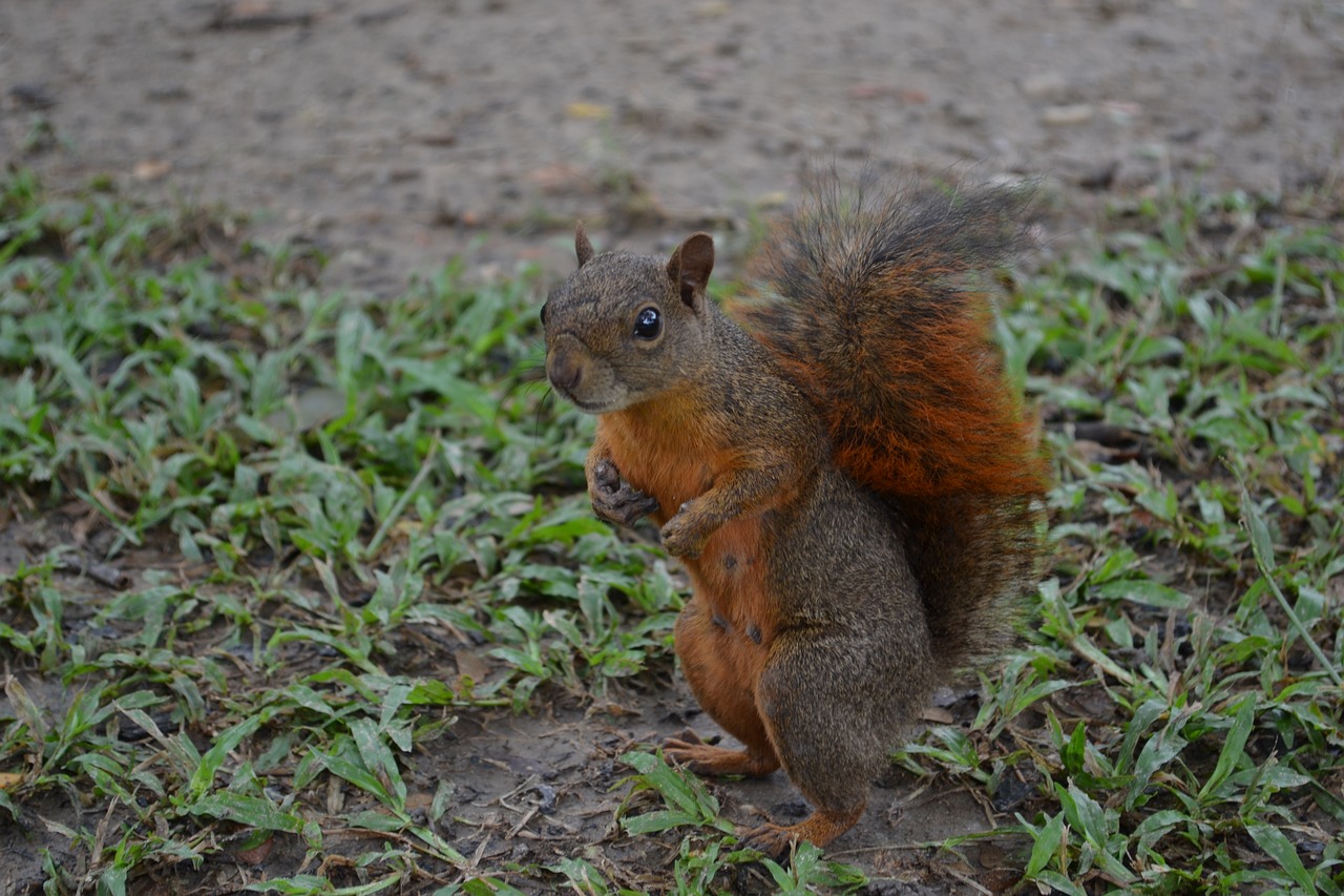 Voverė, Gamta, Natūralus, Parkas, Graužikas, Gyvūnas, Gyvūnai, Gyvūnų Pasaulis, Fauna, Venezuela