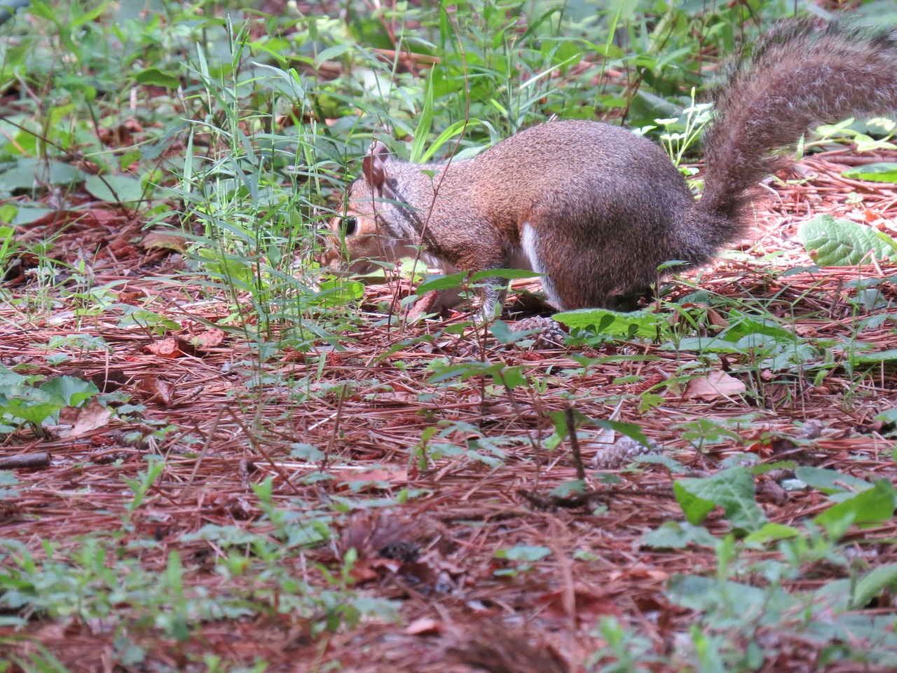 Voverė, Gyvūnas, Vasara, Jungtinės Valstijos, Gamta, Fauna, Gyvūnų Pasaulis, Ruduo, Laukiniai, Nemokamos Nuotraukos