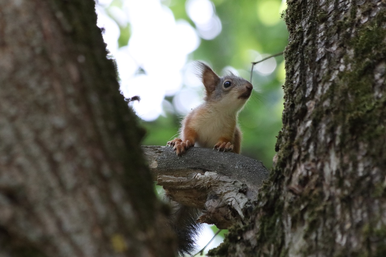 Voverės,  Medis,  Mažai,  Gyvūnijos Fotografija, Nemokamos Nuotraukos,  Nemokama Licenzija