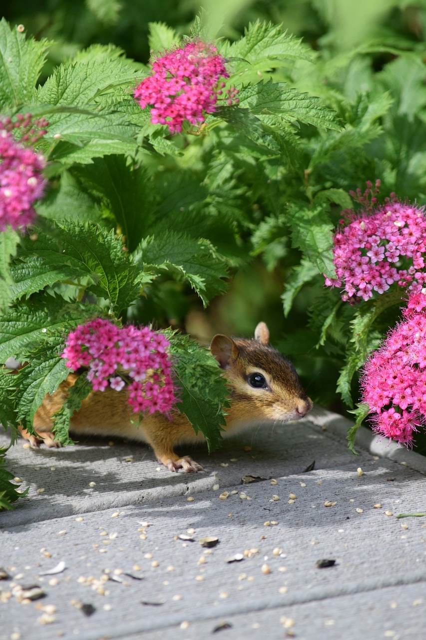 Voverės,  Chipmunk,  Graužikų,  Pobūdį,  Gėlės,  Gyvūnas,  Žemės,  Naminių Paukščių Lesalas,  Valgymas, Nemokamos Nuotraukos