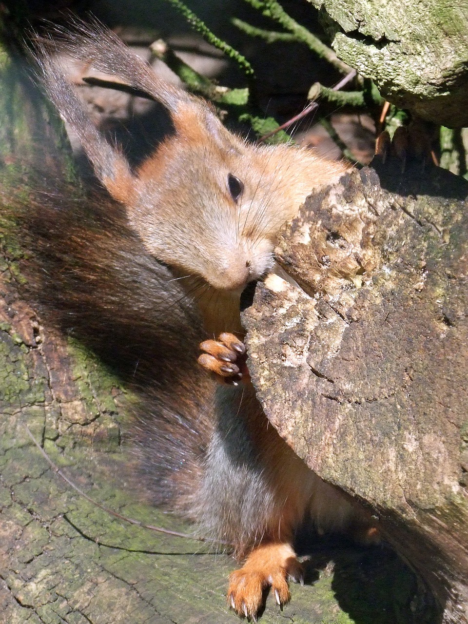 Voverė, Sciurus, Graužikas, Kruopos, Gyvūnas, Gyvūnų Pasaulis, Nager, Mielas, Plaukai, Kailis