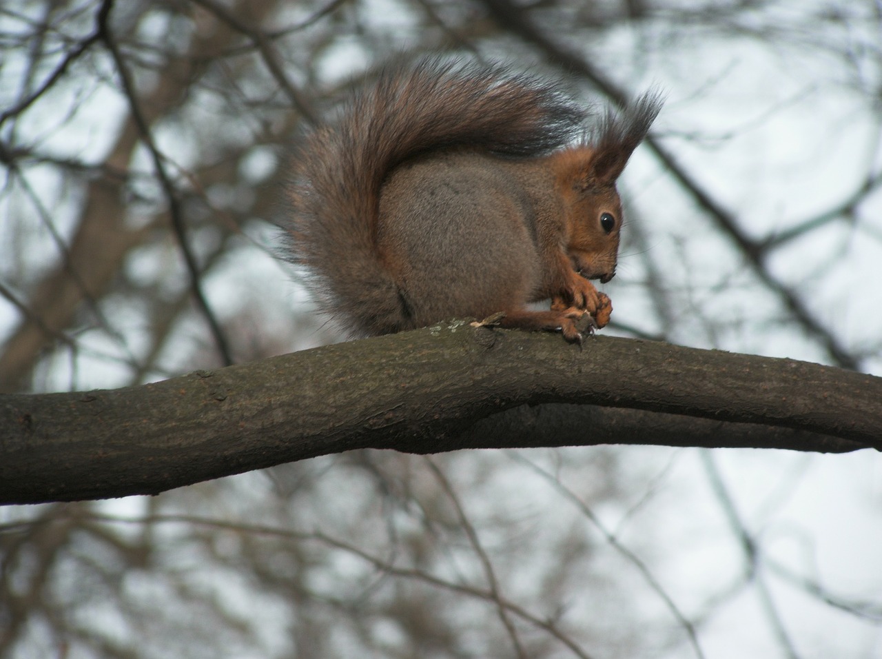 Voverė, Graužikas, Laukiniai, Laukinė Gamta, Pūkuotas, Kailis, Gyvūnas, Fauna, Medis, Gamta