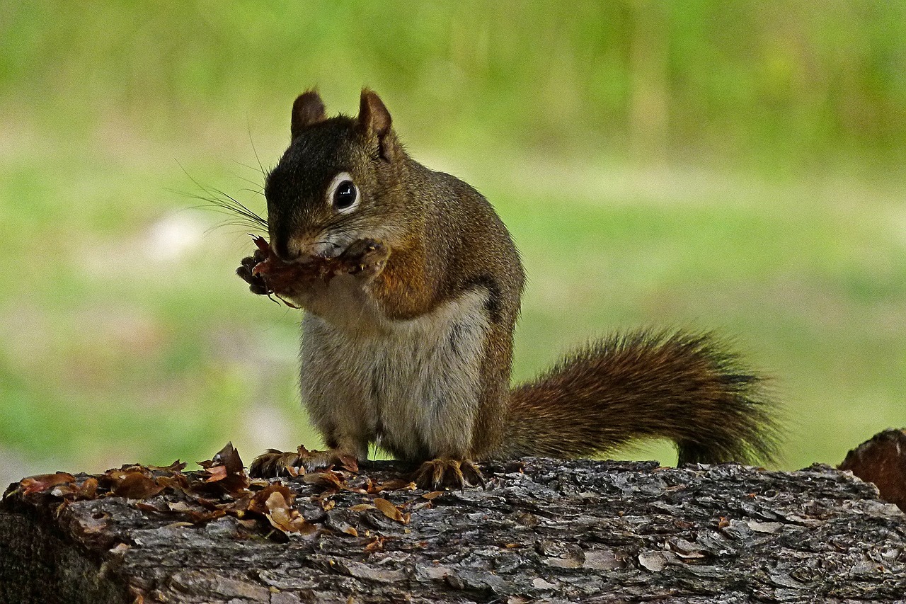 Voverė, Gyvūnas, Graužikas, Laukinė Gamta, Fauna, Valgymas, Kūgis, Gamta, Nemokamos Nuotraukos,  Nemokama Licenzija