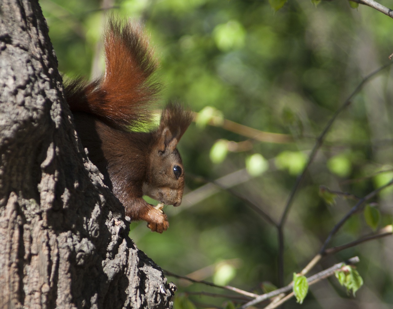 Voverė, Fauna, Gamta, Gyvūnai, Nemokamos Nuotraukos,  Nemokama Licenzija