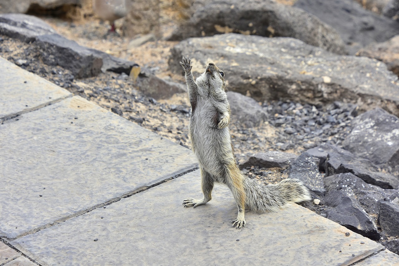 Squirrel Barbary,  Fuerteventura,  Graužikų,  Gyvūnai,  Voverė, Nemokamos Nuotraukos,  Nemokama Licenzija