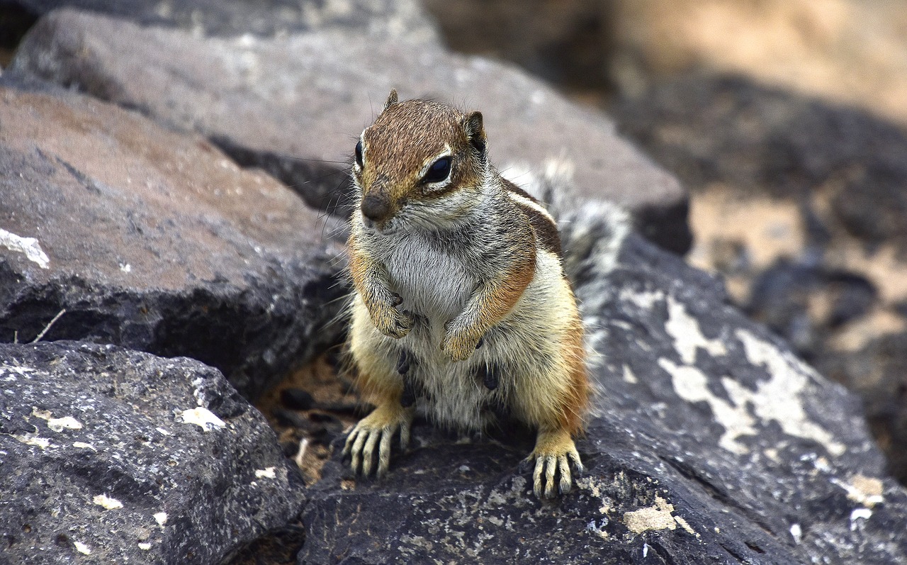 Squirrel Barbary,  Graužikai,  Fuerteventura,  Voverės,  Gyvūnai,  Graužikas, Nemokamos Nuotraukos,  Nemokama Licenzija