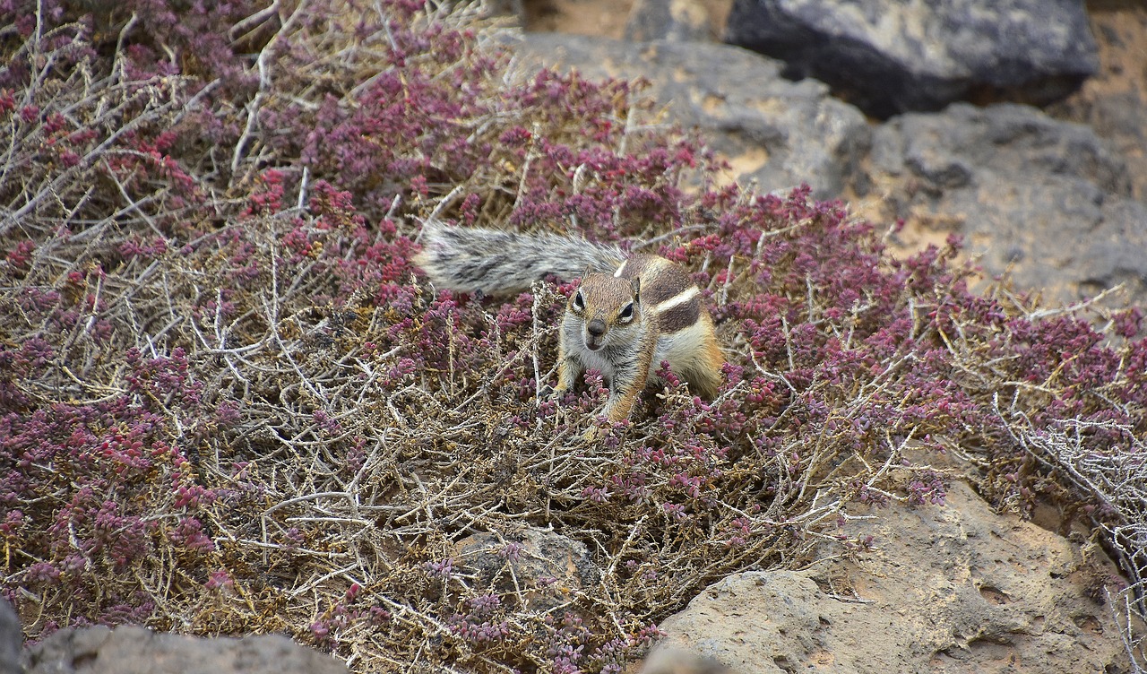 Squirrel Barbary,  Fuerteventura,  Graužikų,  Voverė, Nemokamos Nuotraukos,  Nemokama Licenzija