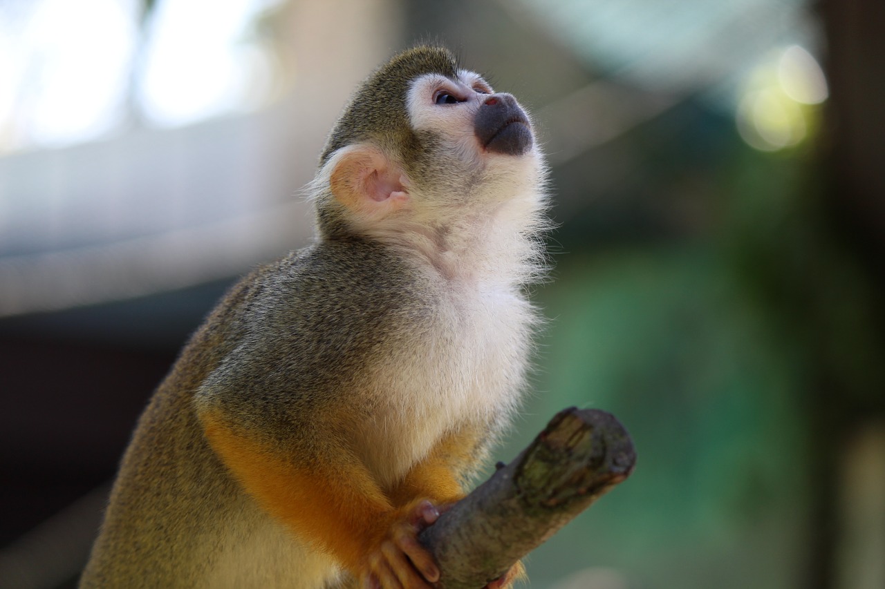 Voverės Beždžionė, Beždžionė, Capuchin-Like, Ūkiri, Affchen, Tierpark Bochum, Nemokamos Nuotraukos,  Nemokama Licenzija