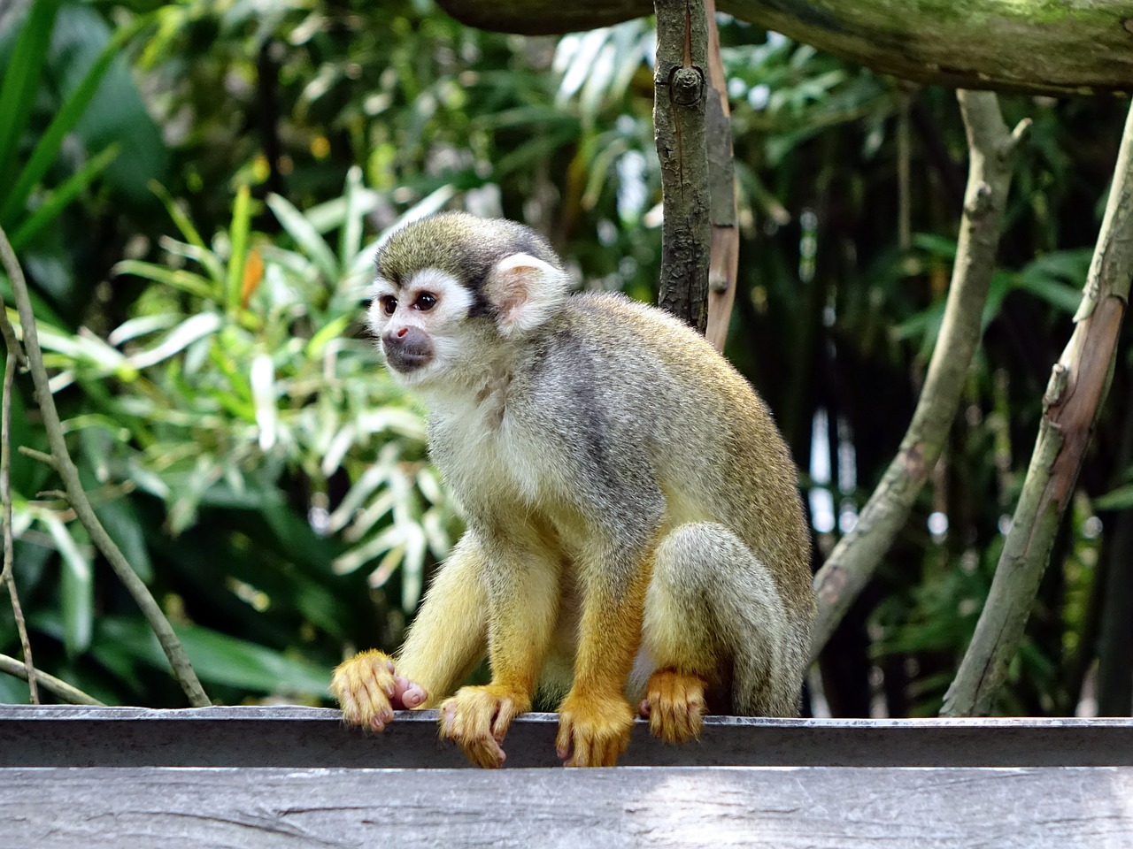 Voverės Beždžionė, Beždžionė, Lipti, Maitinimas, Zoologijos Sodas, Gamta, Laukinė Gamta, Primatas, Kailis, Mažas