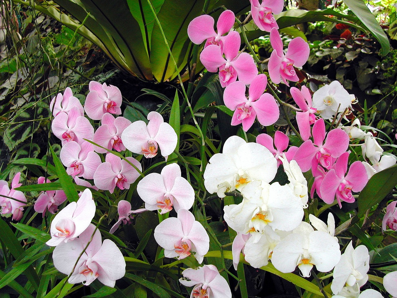 Šri Lanka, Orchidėja, Egzotiška Gėlė, Rožinis, Nemokamos Nuotraukos,  Nemokama Licenzija