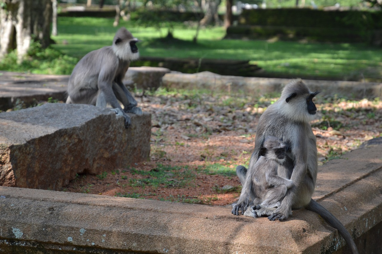 Šri Lanka, Beždžionė, Parkas, Nemokamos Nuotraukos,  Nemokama Licenzija