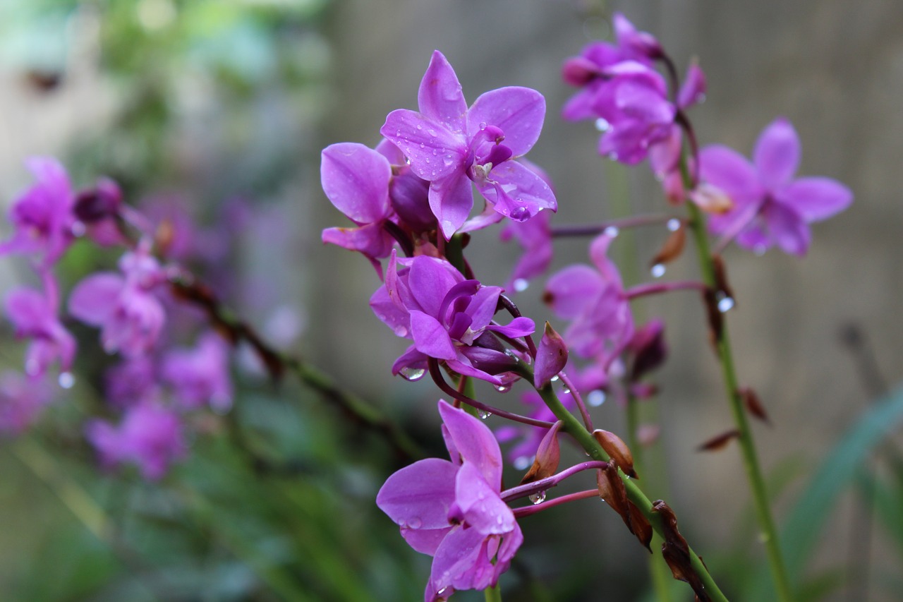 Šri Lanka, Orchidėjų Gėlės, Gėlė, Orchidėja, Žiedas, Nemokamos Nuotraukos,  Nemokama Licenzija