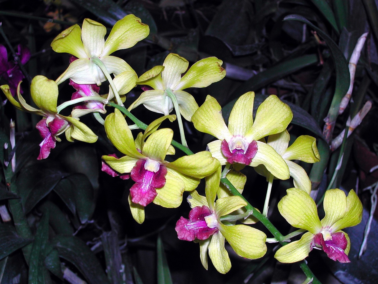 Šri Lanka, Orchidėjos, Šiltnamyje, Gėlės, Nemokamos Nuotraukos,  Nemokama Licenzija