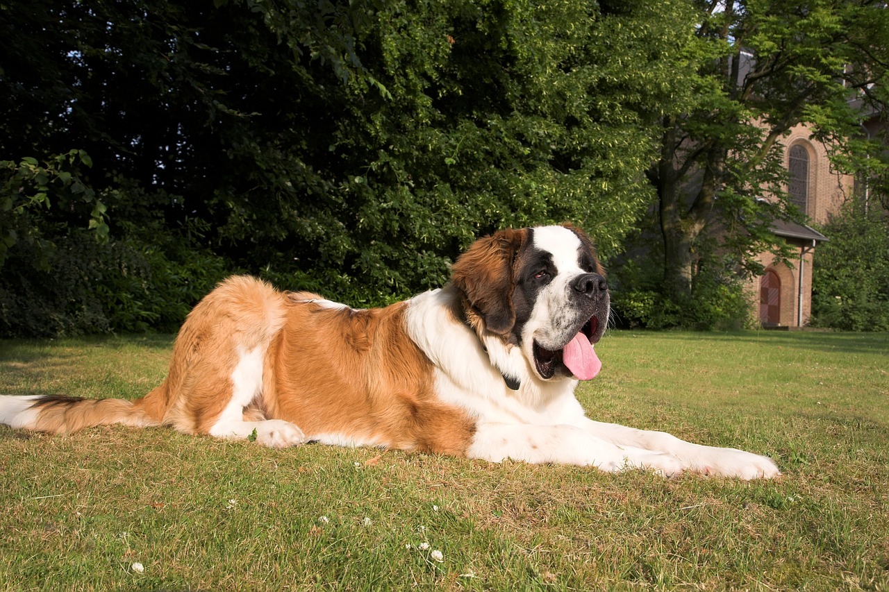 St Bernard, Šuo, Gyvūnai, Naminis Gyvūnėlis, Nemokamos Nuotraukos,  Nemokama Licenzija