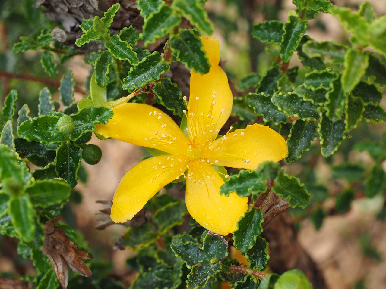 Jono Misa, Žiedas, Žydėti, Geltona, Lapai, Dantyta Banguotas, Balearų Salų Jono Misa, Hypericum Balearicum, Hypericum, J Johnio Misos Augalas