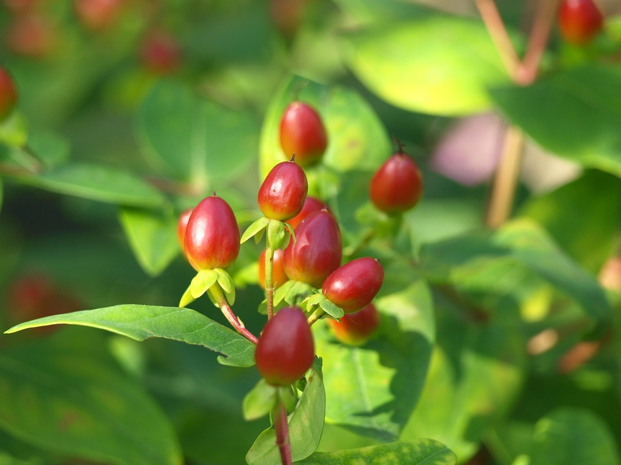 Jono Misa, Sodas, Hypericum Calycinum, Didelis Puodelio Jonos Misa, J Johnio Misos Augalas, Nemokamos Nuotraukos,  Nemokama Licenzija