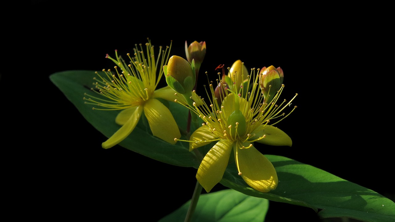 Jonažolė,  Hypericum Hircinum,  Bocks-Yra Jonažolės,  Lemon Johnannis Žolė,  Iš Arti,  Augalų,  Žiedas,  Žydi,  Gėlė,  Pobūdį