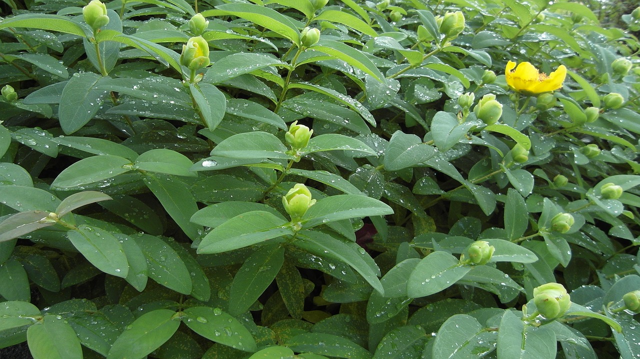 Jono Misa, Didelis Puodelio Jonos Misa, Gėlės, Liūtys, Žalias, Sodas, Hypericum Calycinum, Augalas, Nemokamos Nuotraukos,  Nemokama Licenzija