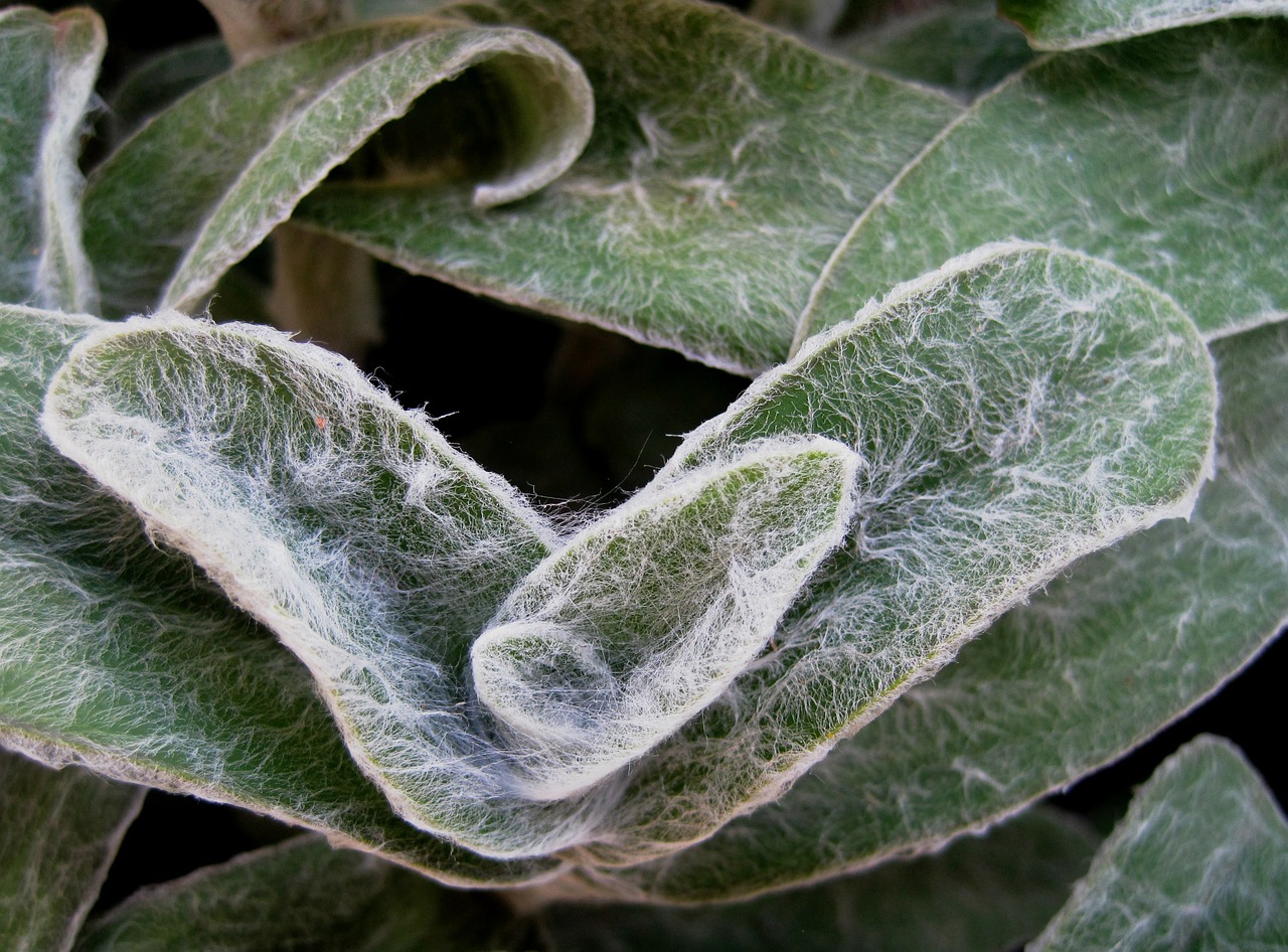 Stachys Byzantina, Lapai, Šviesiai Žalia, Plaukuotas, Purus, Ausies Formos, Ėriukų Ausis, Stachys, Nemokamos Nuotraukos,  Nemokama Licenzija