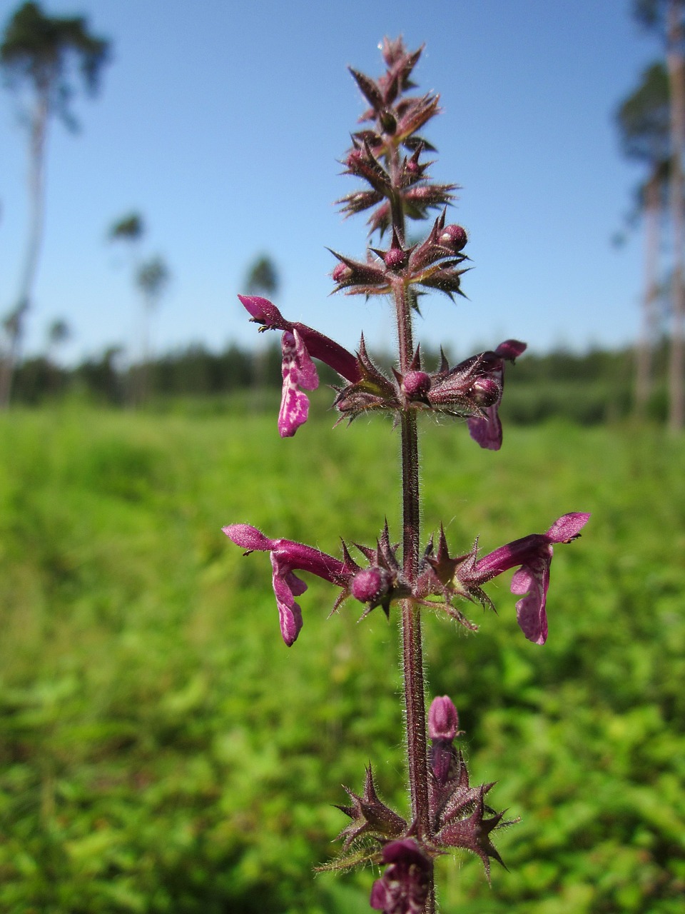 Stachys Sylvatica,  Apsidraudimo Žaizda,  Gyvatvorės Dilgėlių,  Wildflower,  Flora,  Botanika,  Augalas,  Rūšis, Nemokamos Nuotraukos,  Nemokama Licenzija