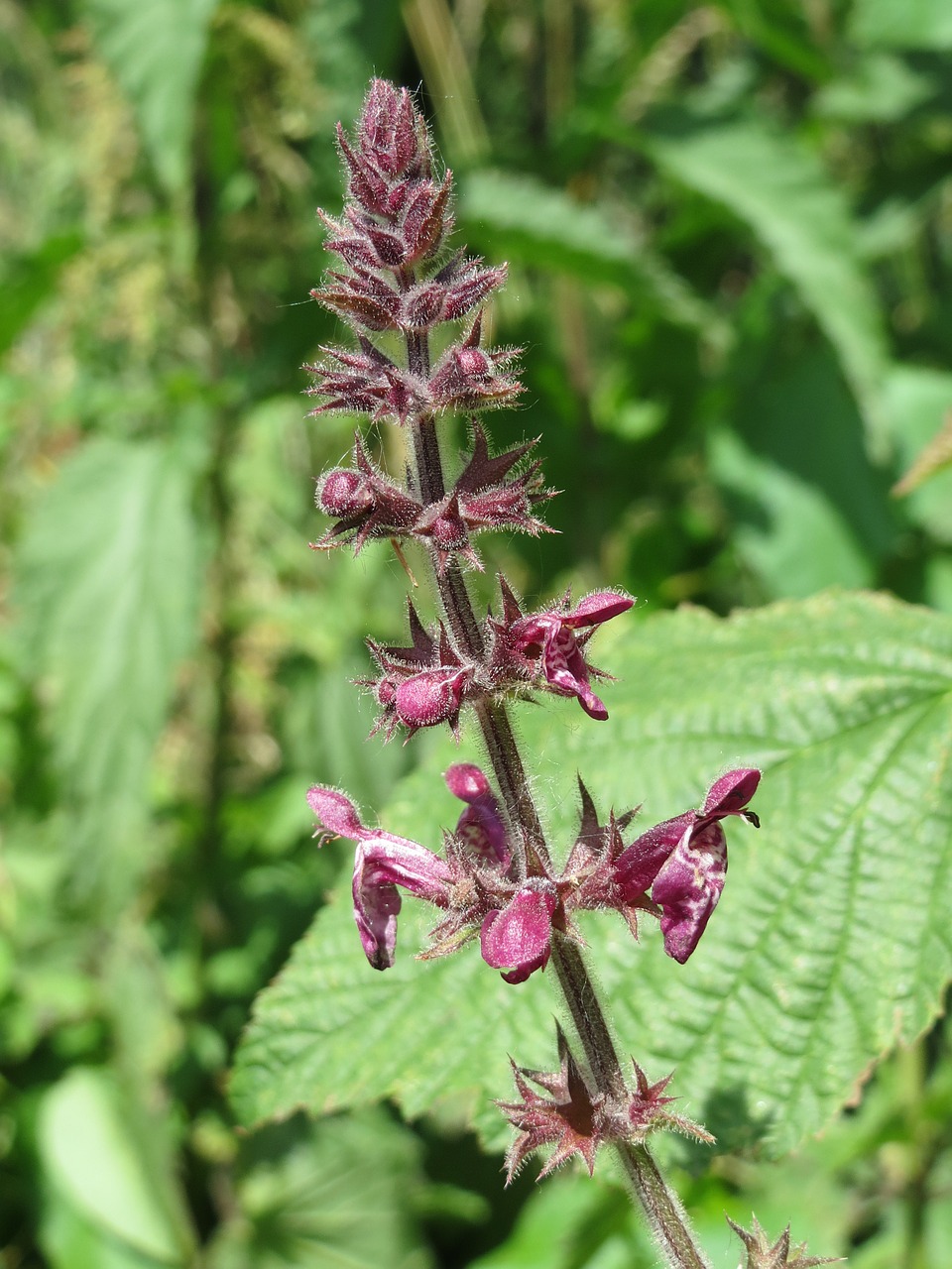 Stachys Sylvatica, Apsidraudimo Žaizda, Gyvatvorės Dilgėlių, Wildflower, Flora, Botanika, Augalas, Makro, Nemokamos Nuotraukos,  Nemokama Licenzija