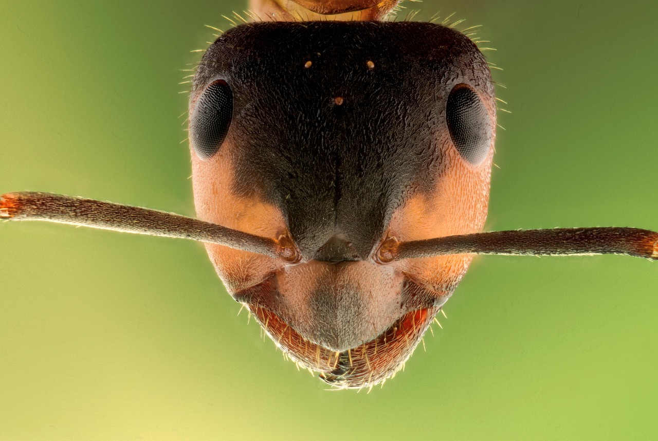 Krūva, Vabzdys, Ant, Makro, Gyvūnas, Galva, Aštrus, Mikro Laukinė Gamta, Detalus, Akys