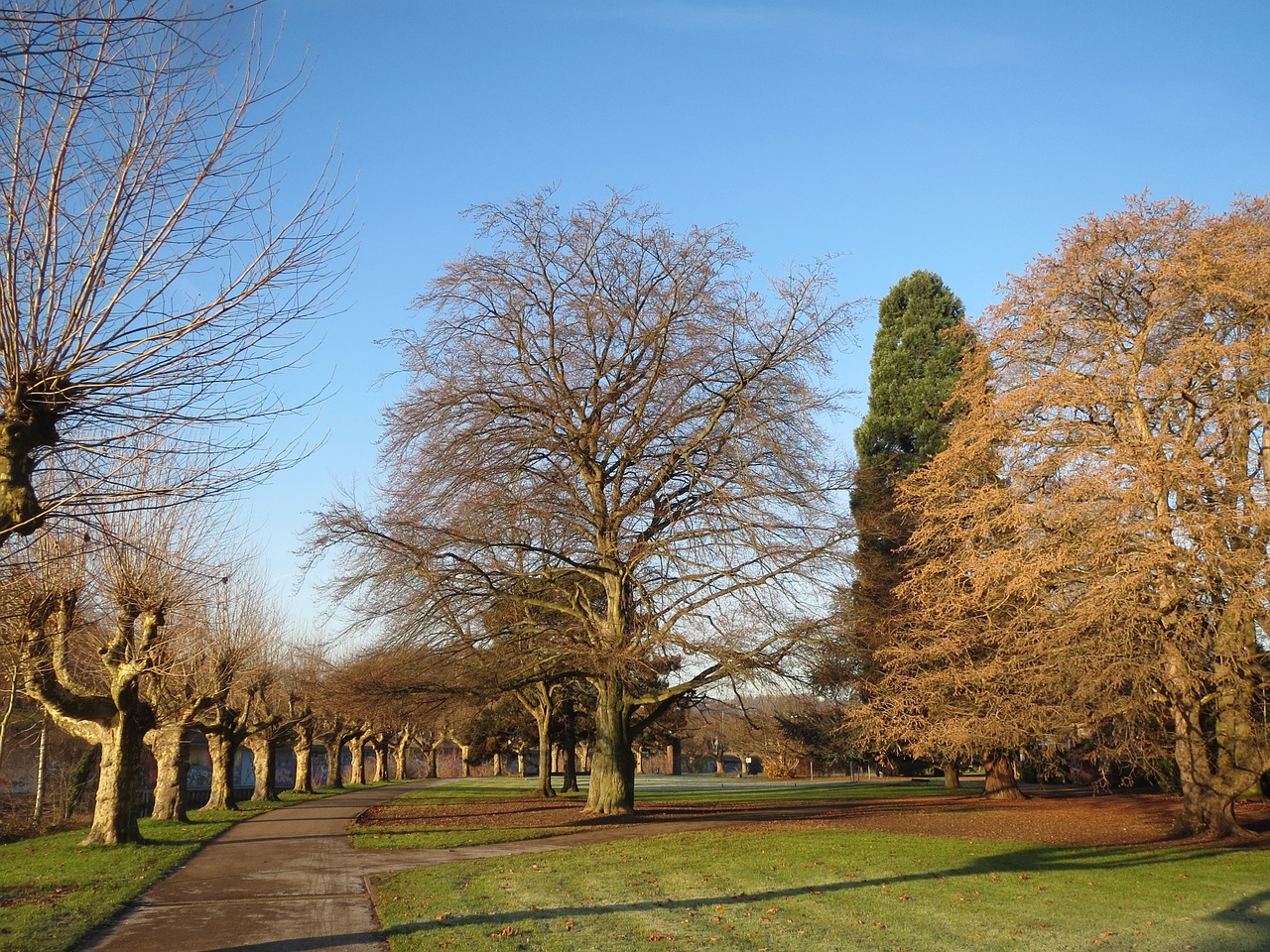 Staden,  Saarbrücken,  Fagus Sylvatica,  Europinis Bukas,  Bendras Bukas,  Parkas,  Kraštovaizdis,  Medžiai, Nemokamos Nuotraukos,  Nemokama Licenzija