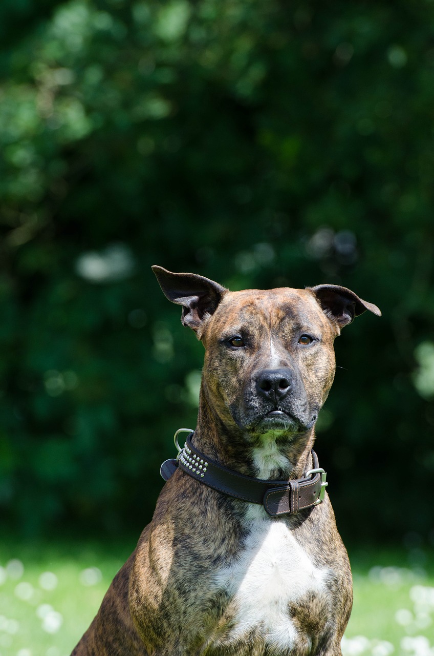 Stafordas,  Amerikiečių Stafordšyro Terjeras,  Terjeras,  Pitbulas,  Portretas,  Amstaff,  Veidas,  Amerikiečių Stafordšyras,  Vasara,  Išraiška