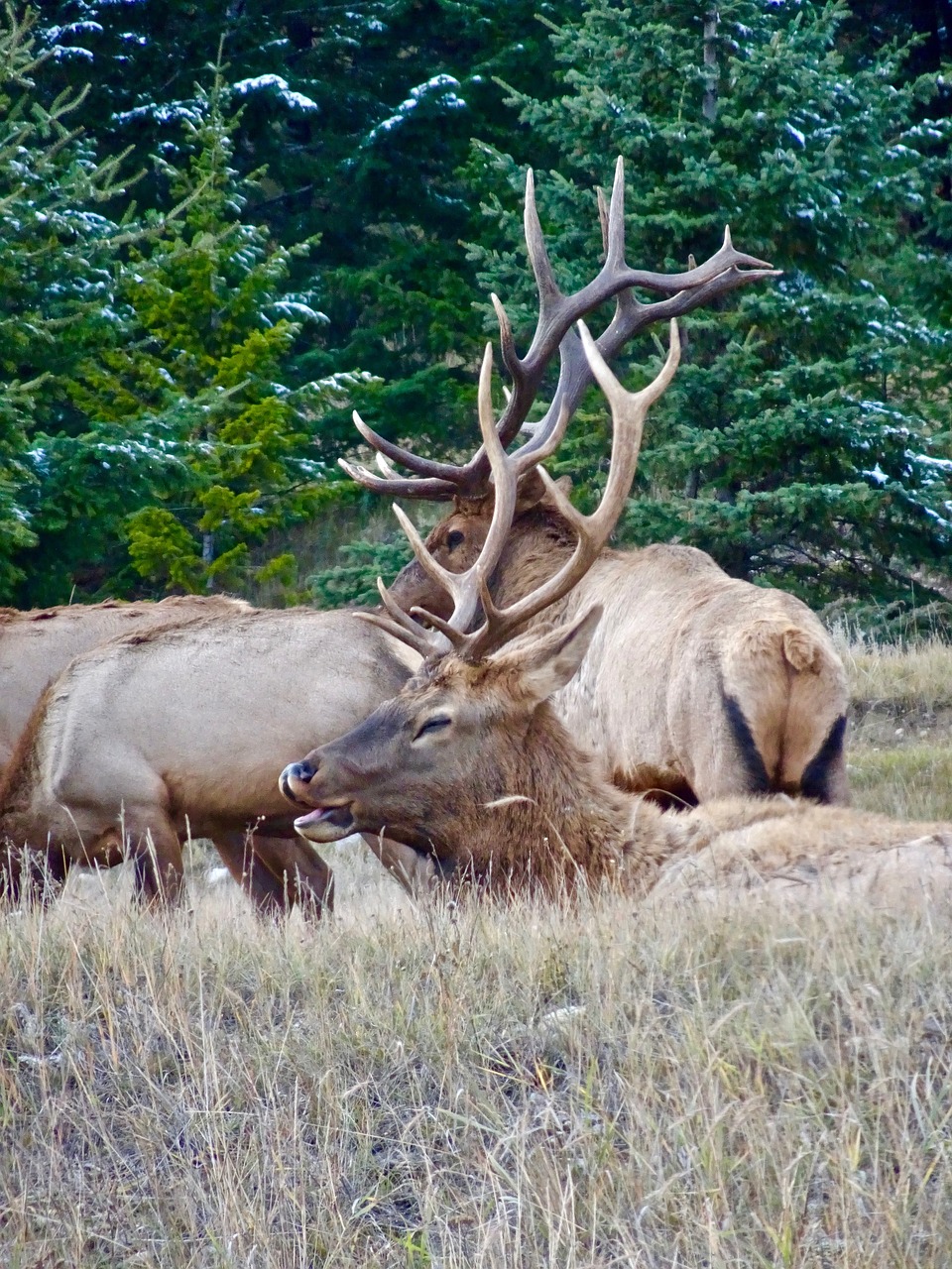 Ežeras, Elnelis, Poilsio, Laukinė Gamta, Antlers, Patinas, Laukiniai, Gamta, Nemokamos Nuotraukos,  Nemokama Licenzija