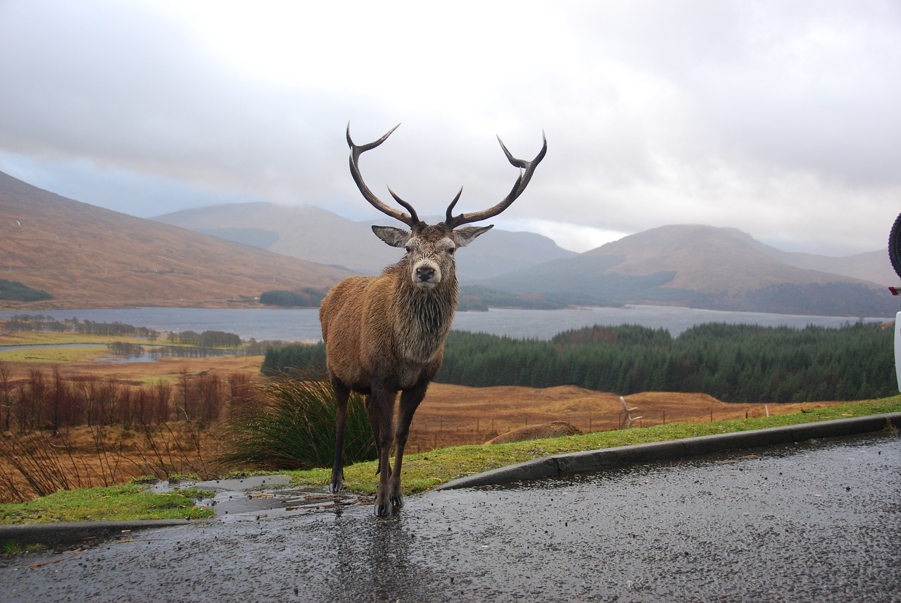 Ežeras, Highlands, Škotija, Rannoch, Kiauras, Kalnai, Kalvos, Glens, Antlers, Turistinis