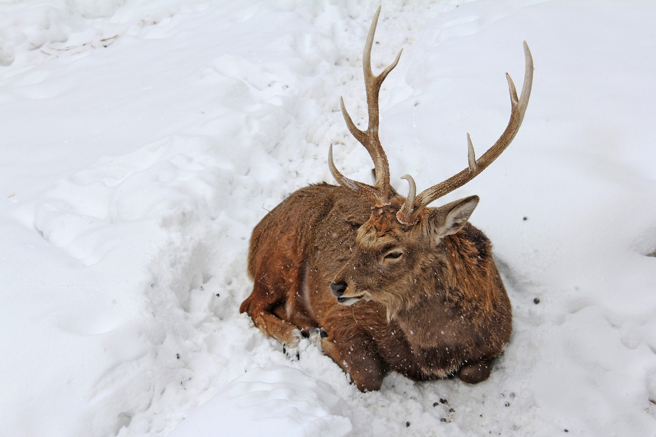 Ežeras, Gyvūnas, Elnias, Ezos Elnias, Žiema, Šaltas, Sniegas, Asahikawa, Zoologijos Sodas, Asija