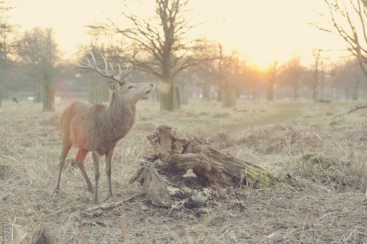 Ežeras,  Elnias,  Gamta,  Gyvūnas,  Hart,  Laukinė Gamta,  Miškas,  Antlers,  Ragai,  Žinduolis