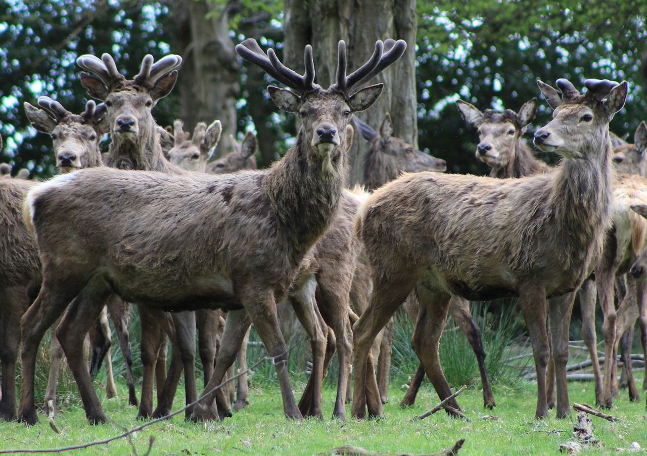 Stags, Antlers, Elnias, Nemokamos Nuotraukos,  Nemokama Licenzija