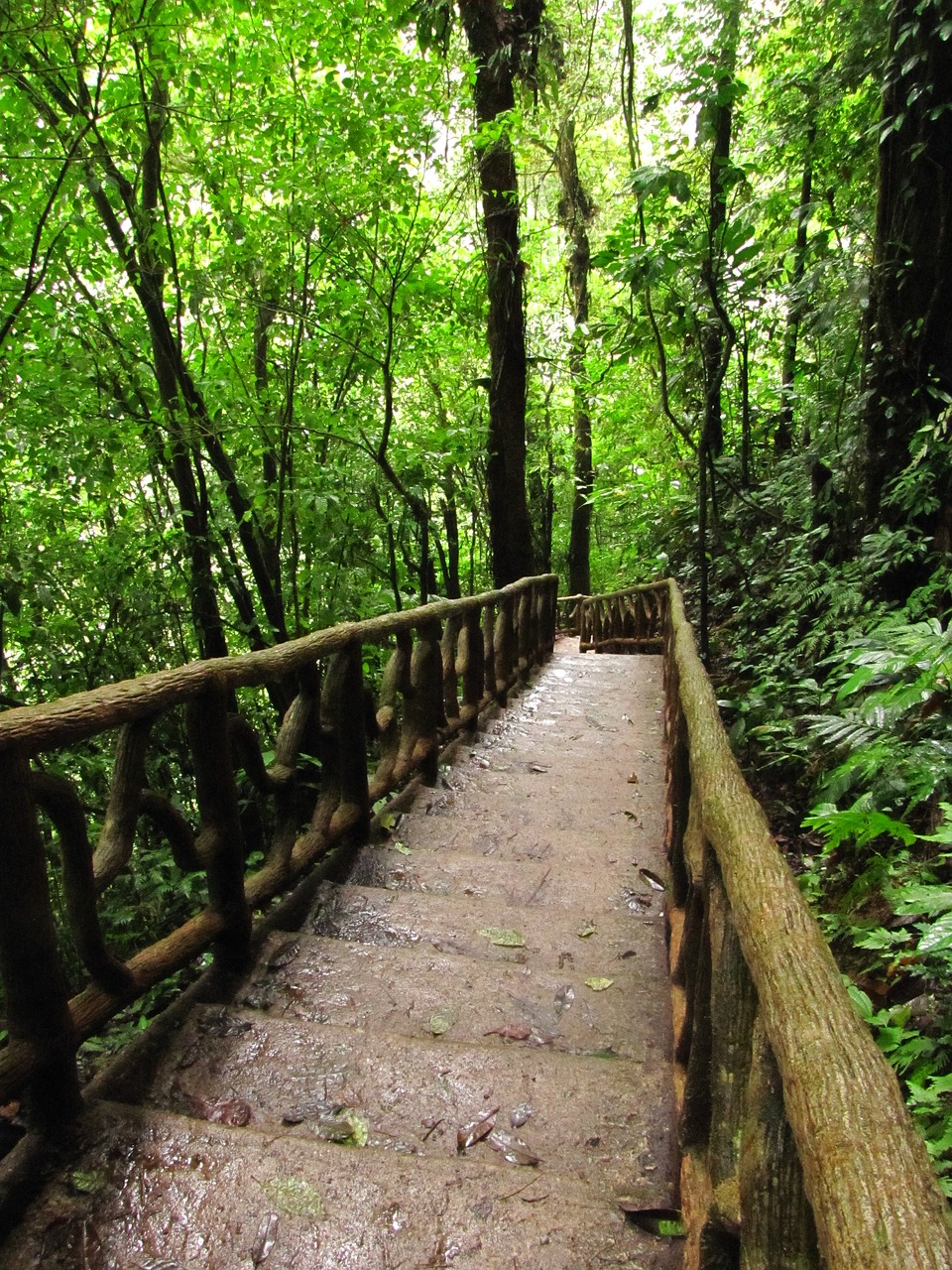 Laiptai, Gamta, Celeste Upė, Volcano Tenorio Nacionalinis Parkas, Kosta Rika, Augmenija, Žalias, Medžiai, Drėgnas Miškas, Miškas