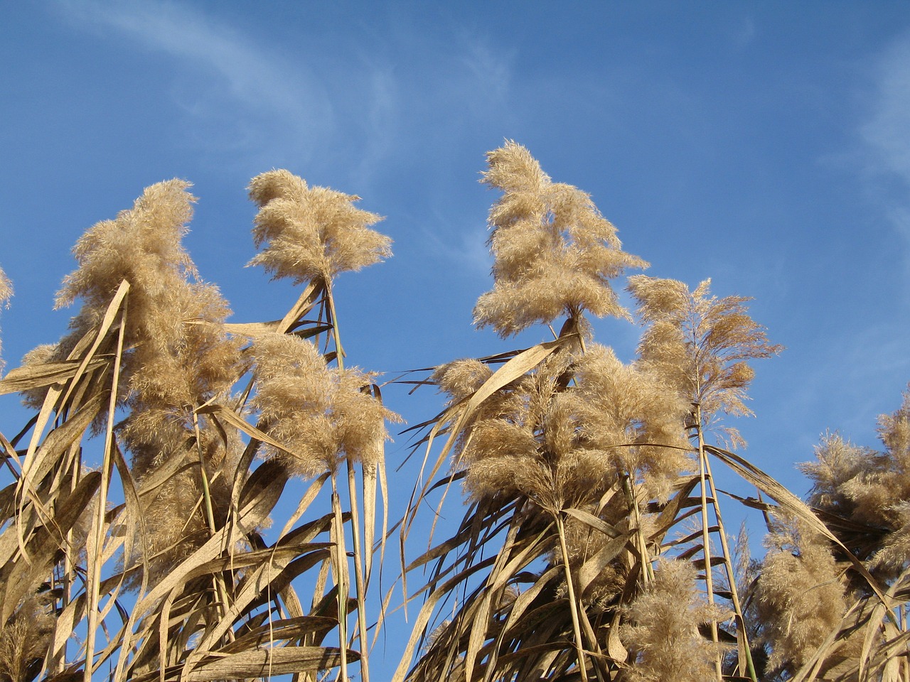 Stiebo Žydėjimo Žolė, Miscanthus, Augalas, Ruduo, Herbstwind, Nemokamos Nuotraukos,  Nemokama Licenzija